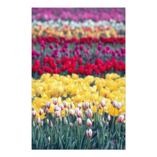 Impression Photo Jardin d'exposition de tulipes dans la vallée de S