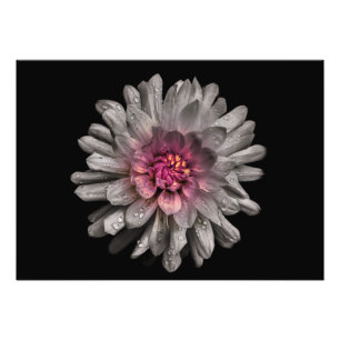 Impression Photo Jardin Fleurs No 91 Version couleur