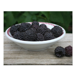 Impression Photo Jardin Fraîches de framboises noires à Bowl