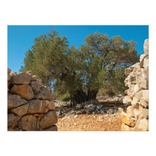 Impression Photo Jardins d'olivier de Lun