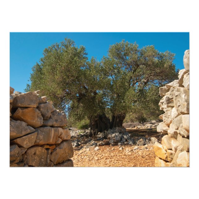 Impression Photo Jardins d'olivier de Lun (Devant)