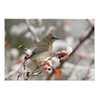 Jaseur d'Amérique adulte sur aubépine avec neige