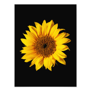 Impression Photo Jaune Tournesol sur Noir - Tournesols Personnalisé