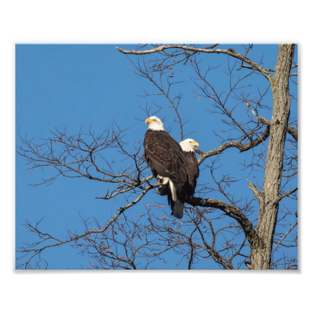 Impression Photo Jeune aigle à tête blanche Couple (Devant)