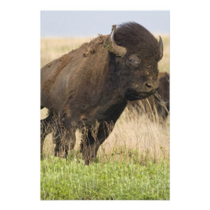 Impression Photo Jeune bison mâle fougueux à la Tallgrass