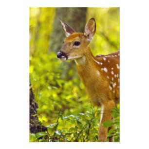 Impression Photo Jeune cerf de Virginie à Whitefish, Montana, États