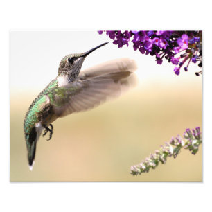Impression Photo Jeune colibri qui se nourrit dans notre jardin