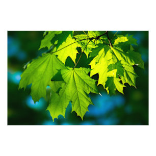 Impression Photo Jeunes feuilles de érable vertes