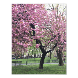 Impression Photo Joli cerisier rose Fleur Arbre NYC New York City