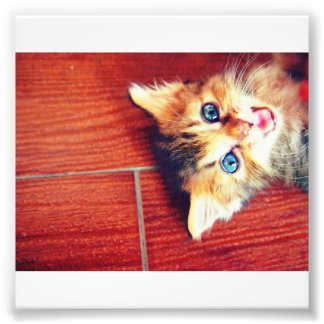 Impression Photo Joli chat