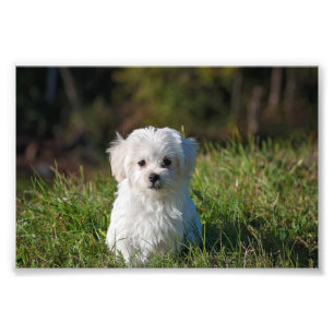 Impression Photo Joli chiot blanc