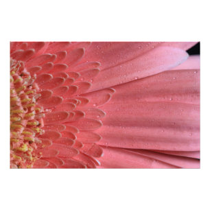 Impression Photo Joli Coral rose Gerbera Daisy