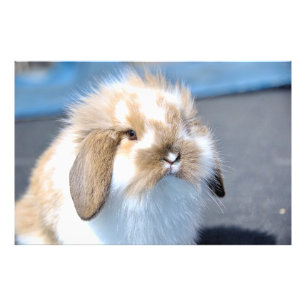 Impression Photo Joli lapin blanc et brun flamand