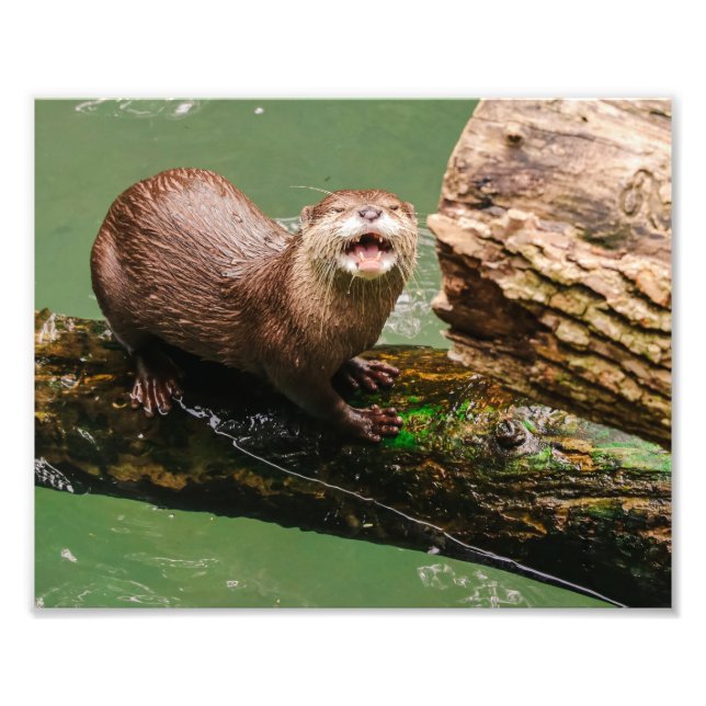Impression Photo Joli Otter rire sur Connexion dans l'eau (Devant)