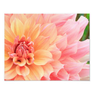 Impression Photo Joli Pastel rose et jaune Dinnerplate Dahlia