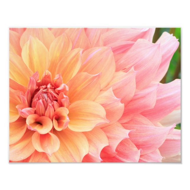 Impression Photo Joli Pastel rose et jaune Dinnerplate Dahlia (Devant)