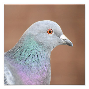 Impression Photo Joli Pigeon