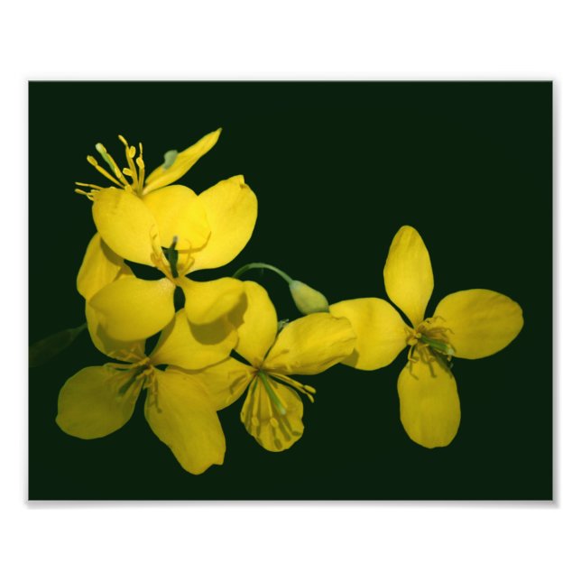 Impression Photo Jolie Fleurs de géranium sauvage jaune 8x10 (Devant)