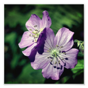 Impression Photo Jolie paire de fleurs de géranium violet Fermer 8x