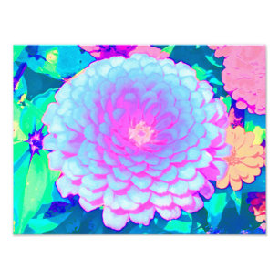 Impression Photo Jolie Zinnia violette et rose dans le jardin d'été