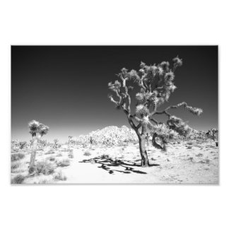 Impression Photo Joshua Tree