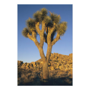 Impression Photo Joshua Tree, Yucca brevifolia) et granit