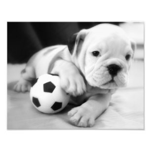 Impression Photo Jouons au football !  Chiot anglais de bouledogue