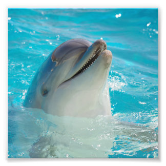 Impression Photo Joyeux Dauphin de natation