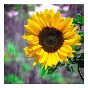 Impression Photo Joyeux jour pluvieux tournesol nature amoureux ver