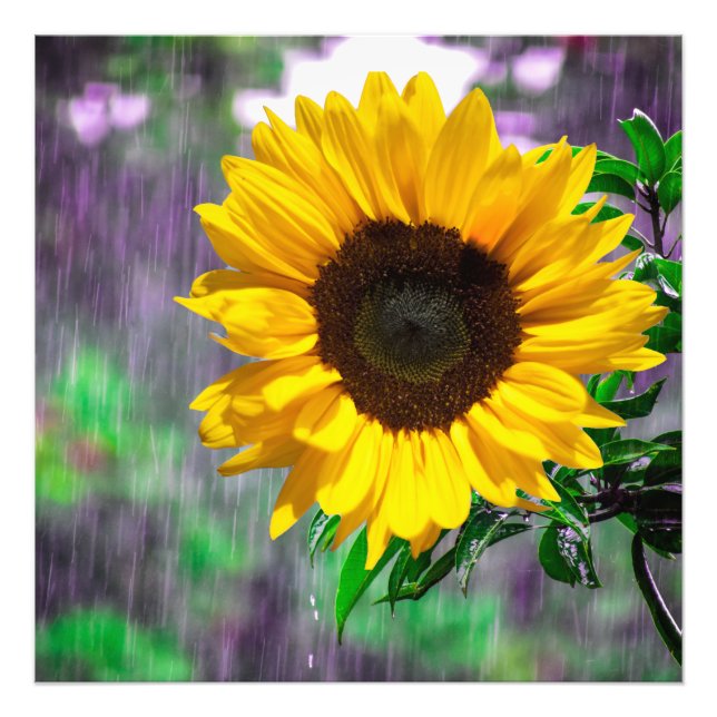 Impression Photo Joyeux jour pluvieux tournesol nature amoureux ver (Devant)