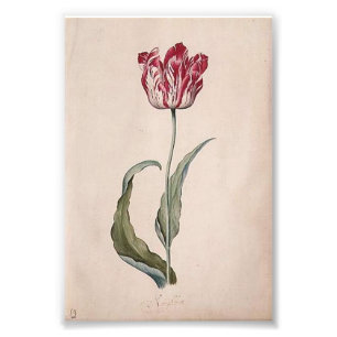 Impression Photo Judith Leyster Tulip Imprimer