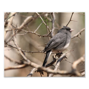 Impression Photo Junco aux yeux sombres