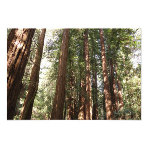 Impression Photo Jusqu'aux Redwoods II à Muir Woods National Monume