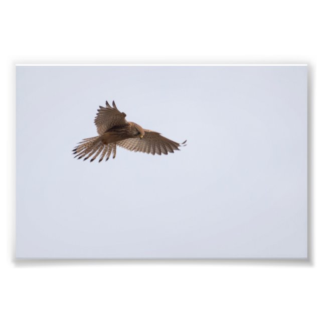 Impression Photo Kestrel (Devant)