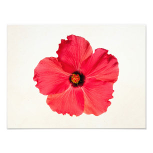 Impression Photo Ketmie - fleur tropicale personnalisée de roses