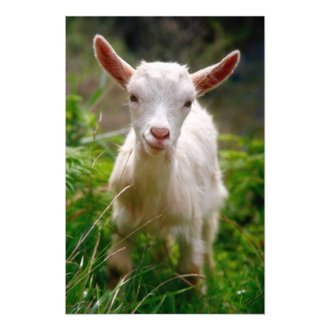 Impression Photo Kid Goat (Devant)