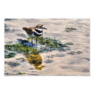 Impression Photo Kildeer reflété dans l'eau