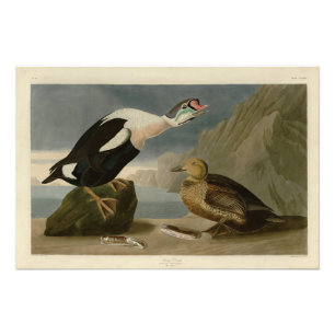 Impression Photo King Duck (roi Eider) Audubon's Birds of America