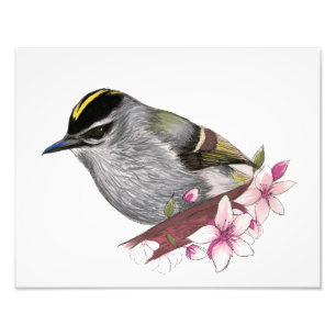 Impression Photo Kinglet D'or-Couronné