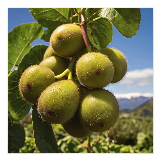 Impression Photo Kiwis sur un arbre (Devant)
