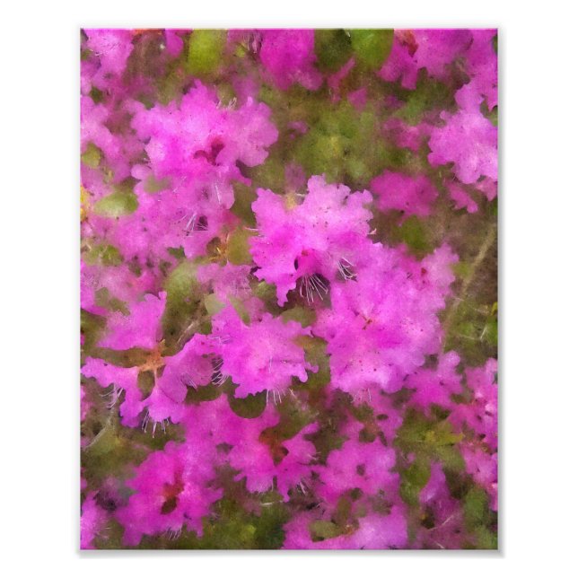Impression Photo KODAK Imprimer Rhododendron violet (Devant)