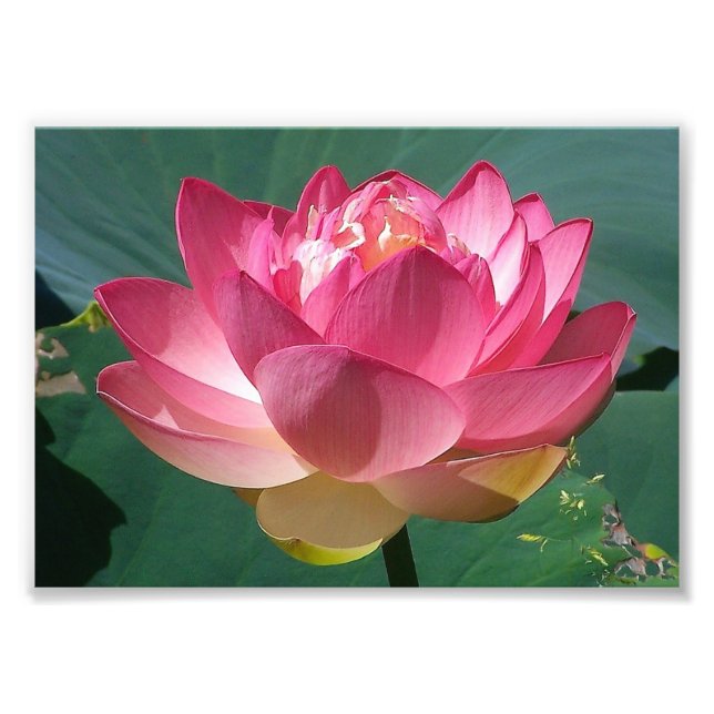 Impression Photo KODAK Print Pink Lotus (Devant)