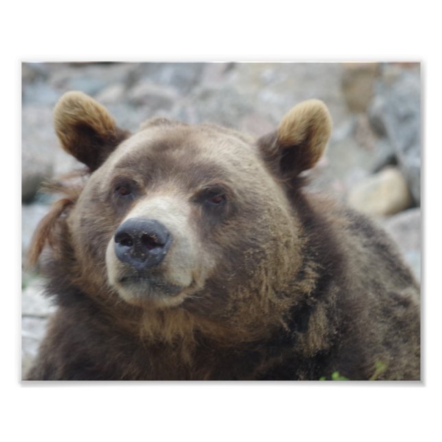Impression Photo Kodiak Bear Closeup (Devant)