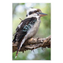 Kookaburra vue sur l'île Fraser