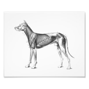 Impression Photo La copie d'anatomie de chien Muscles B/W