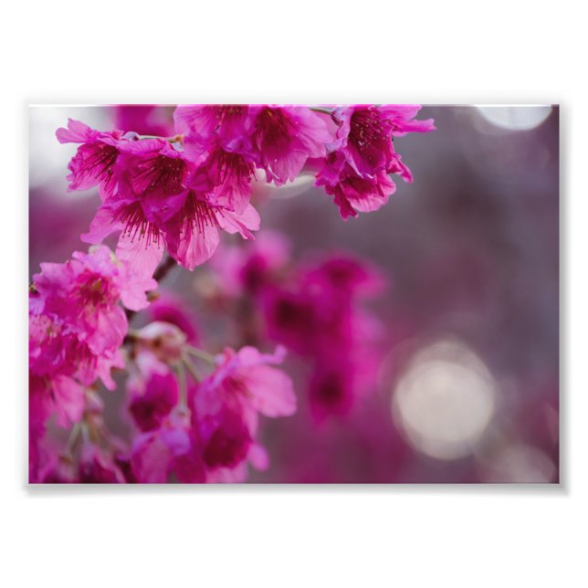 Impression Photo La floraison taïwanaise des cerisiers (Devant)