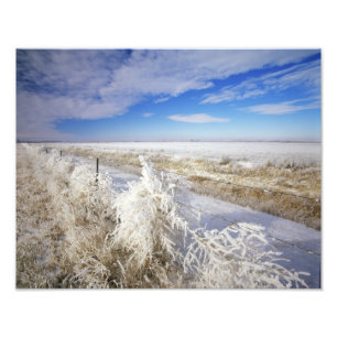 Impression Photo La gelée blanche recouvre les buissons roulants et