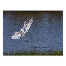 Impression Photo La grande aigrette
