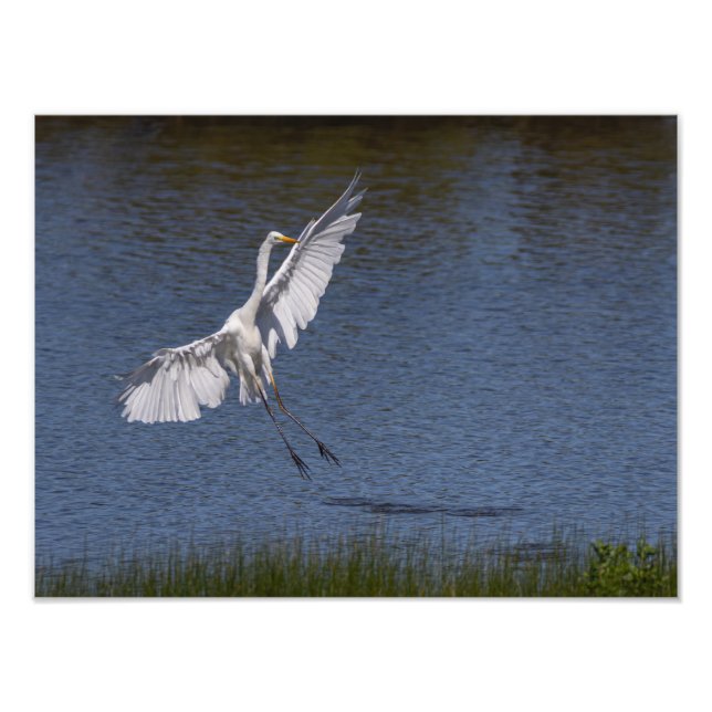 Impression Photo La grande aigrette (Devant)