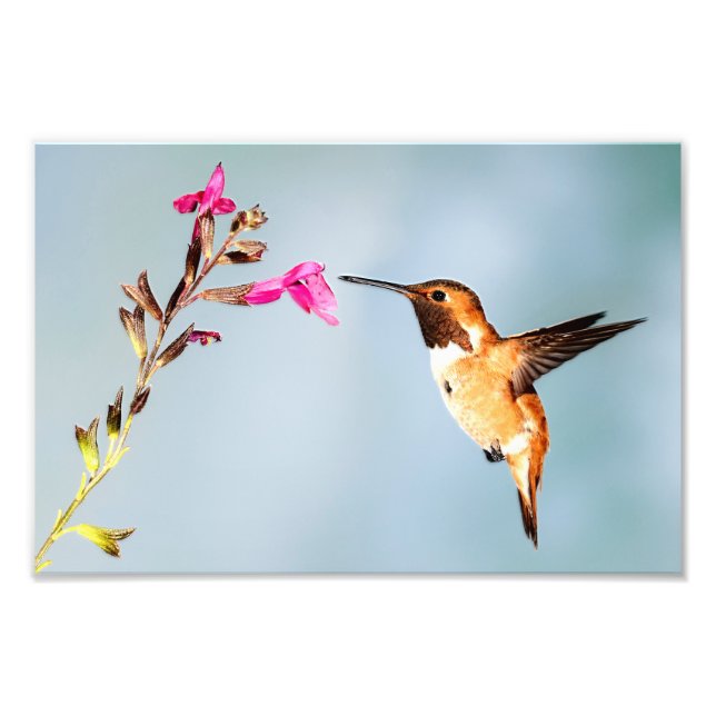 Impression Photo La nature des colibris (Devant)